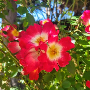 ireland/derreen-gardens