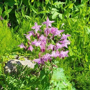 ireland/doneraile-wildlife-park