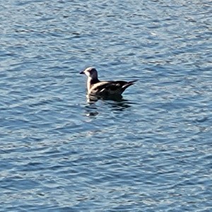 ireland/killykeen-forest-park