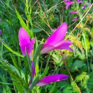 ireland/mount-usher-gardens