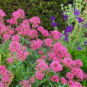 ireland/national-stud-japanese-gardens