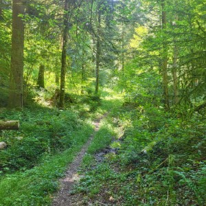 ireland/rostellen-woods