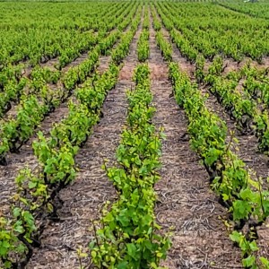 italia/langhe