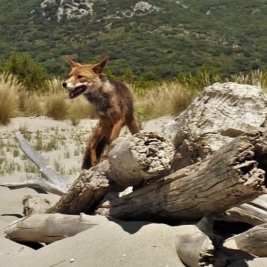 italia/parco-naturale-della-maremma