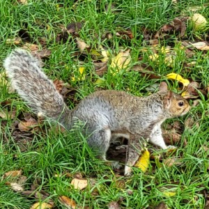 italia/parco-naturale-regionale-delle-madonie