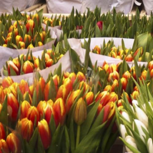nederland/amsterdam/bloemenmarkt