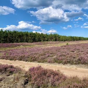 nederland/nationaal-park-de-hoge-veluwe