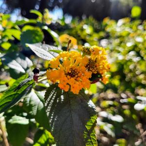 norge/tromso/arktisk-alpin-botanisk-hage