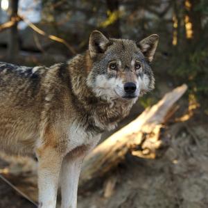 osterreich/innsbruck/alpenzoo