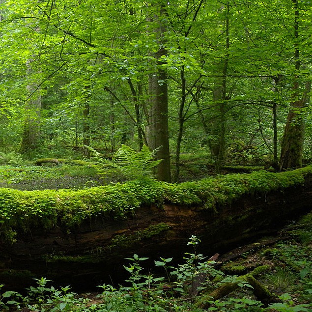 polska/bialowieza-park