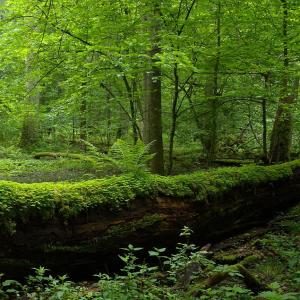 polska/bialowieza-park