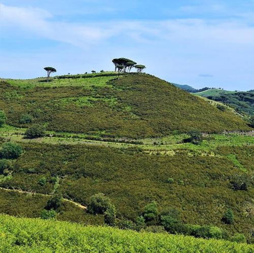 portugal/mafra/tapada-nacional-de-mafra