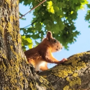 portugal/mata-nacional-do-bussaco