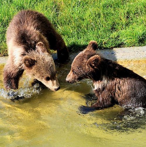 schweiz/bern/barenpark