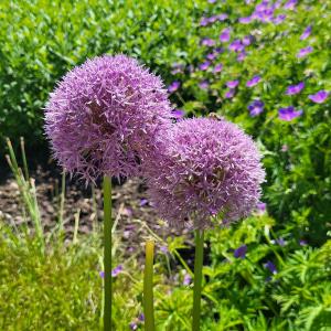 schweiz/geneve/jardin-botanique
