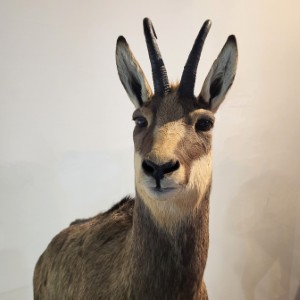 schweiz/gotthardmassiv