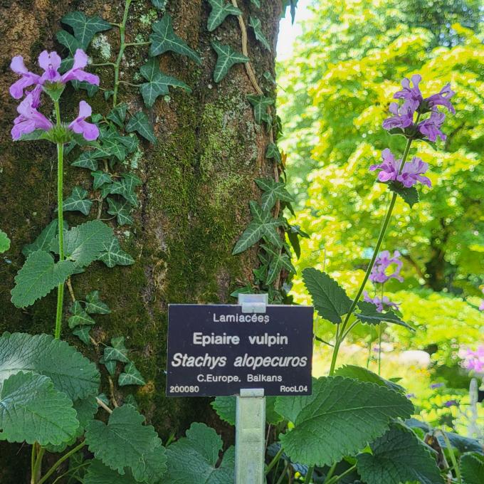 schweiz/lausanne/jardin-botanique