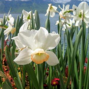 schweiz/les-pleiades/sentier-des-narcises