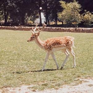 schweiz/nyon/parc-animalier-la-garenne