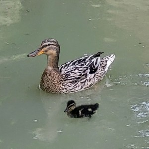 schweiz/oeschinensee