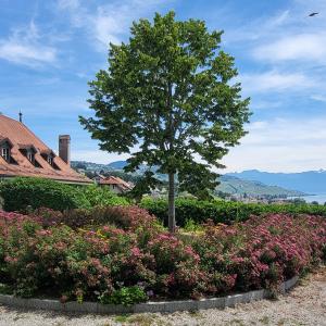 schweiz/pully/panorama-de-l-esplanade-du-prieure