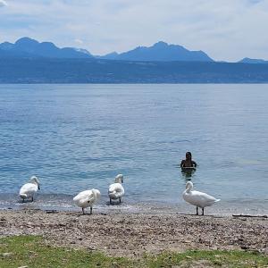 schweiz/pully/sentier-des-rives-du-lac