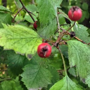 schweiz/rochers-de-naye/jardin-alpin-la-rambertia