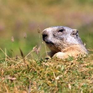 schweiz/rochers-de-naye/marmottes-paradis