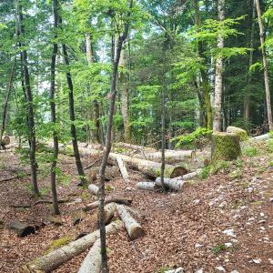 schweiz/saint-cergue/balade-a-beatrix-parc-du-vieux-chateau