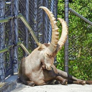 schweiz/sankt-gallen/wildpark-peter-und-paul