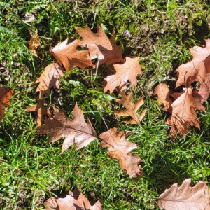 united-kingdom/castlewellan-forest-park