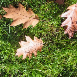 united-kingdom/gosford-forest-park