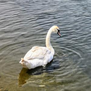 united-kingdom/london/hyde-park