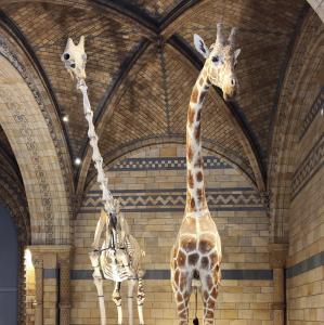united-kingdom/london/natural-history-museum