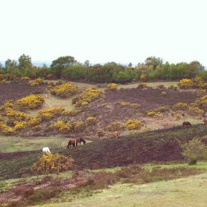 united-kingdom/newforest-national-park