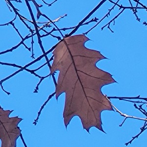 united-kingdom/parkanaur-forest-park