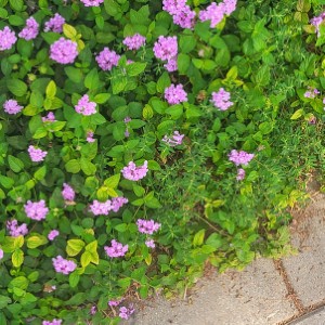 united-kingdom/rowallane-garden