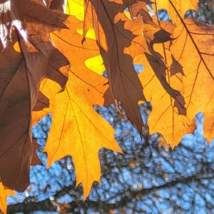 united-kingdom/tollymore-forest-park