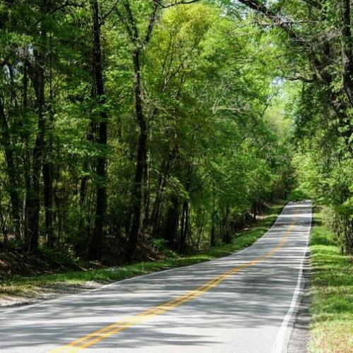 united-states/charleston/route-61-ashley-river-road
