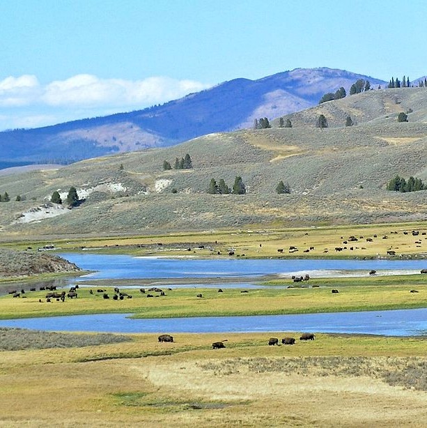 united-states/yellowstone/hayden-valley