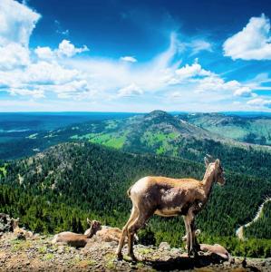 united-states/yellowstone/mount-washburn