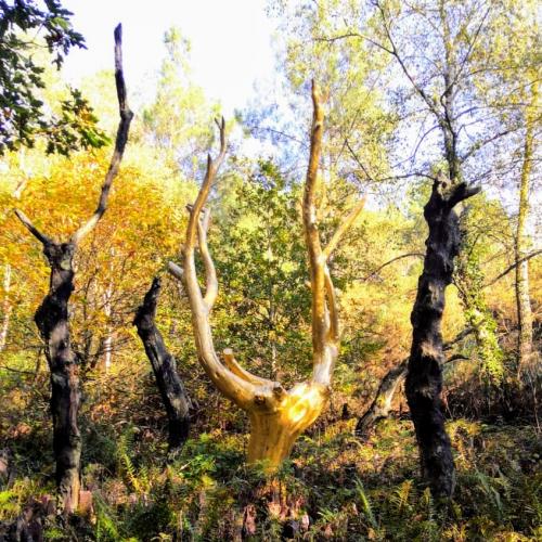 broceliande-arbre-d-or
