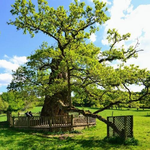 broceliande-chene-a-guillotin