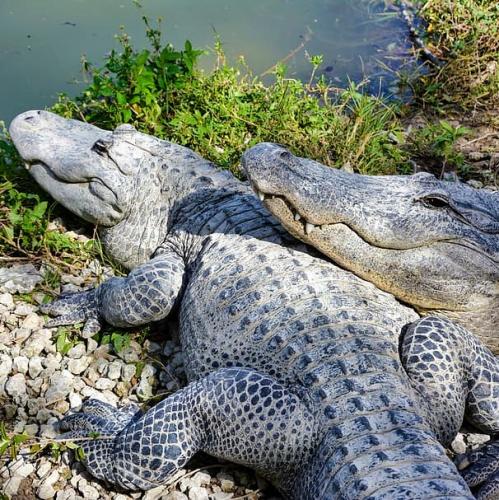 everglades-presentation