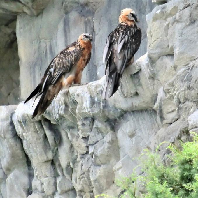 innsbruck-alpenzoo