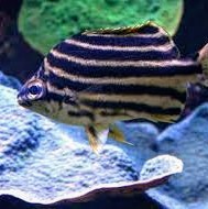 Aquarium Marin du Cap d'Agde.