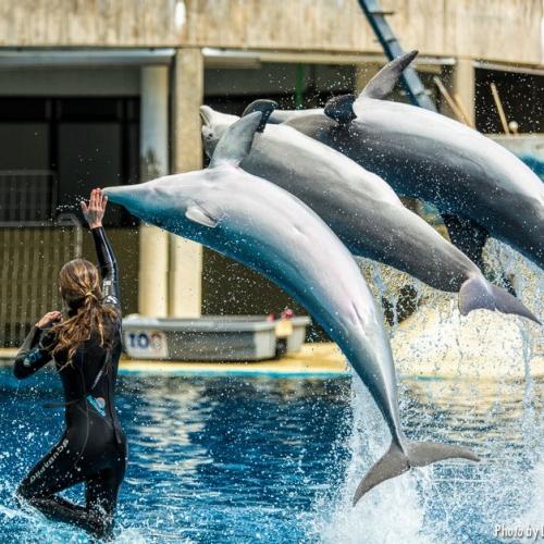 Zoo-Aquarium de Madrid.
