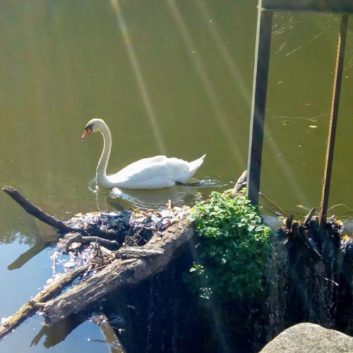 Moulin des Roches.