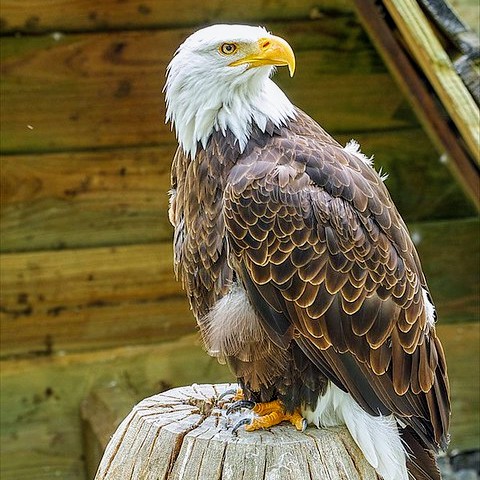 Rocher des aigles.