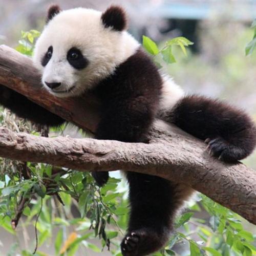 zoo-parc-de-beauval-presentation